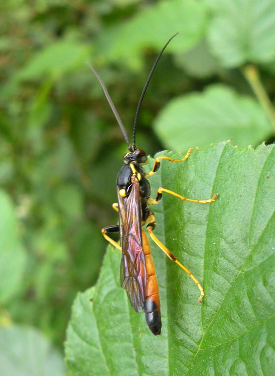 Mi ricorda Therion circumflexum... Diphyus gradatorius